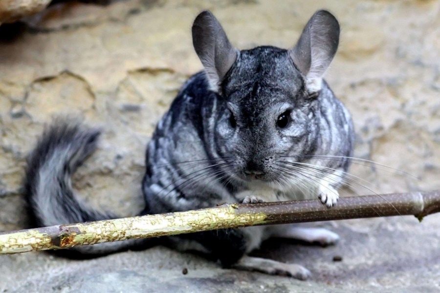 Большие усы маленьшой шиншиллы. Фотография из интернета 