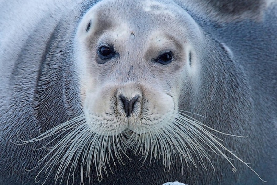 Мои фаворит среди усатый ластоногих - тюлень-лахтак. Фотография из интернета 
