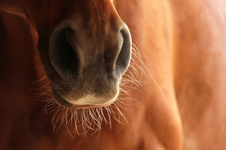 Да, у лошади тоже есть усы. Фотография из интернета 