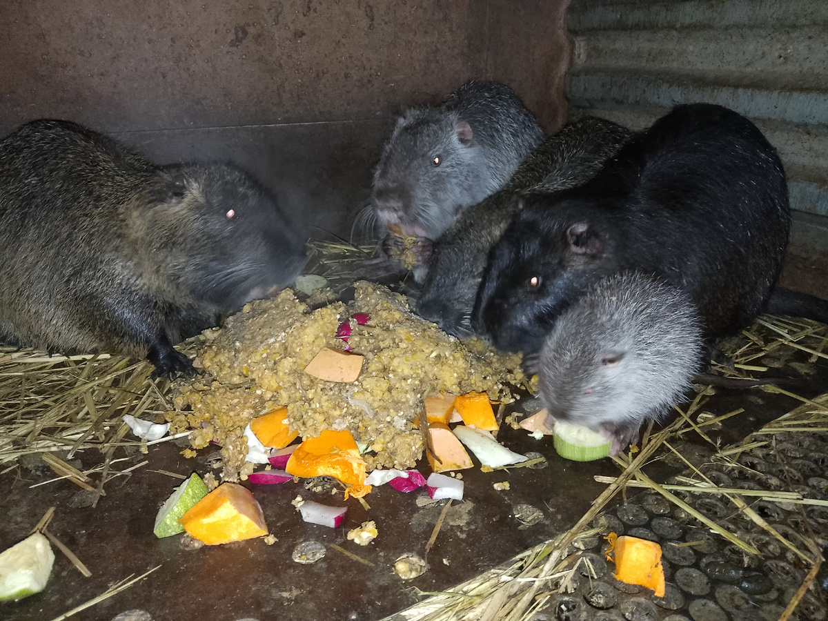 Ужин НУТРИЙ