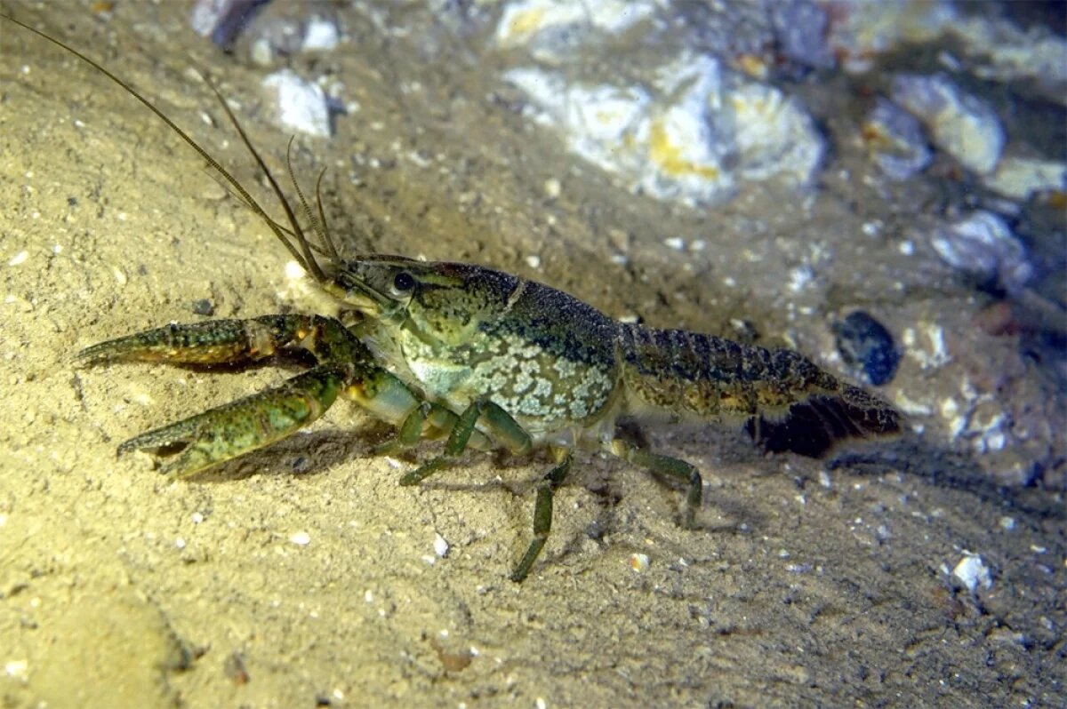    Таврический сказал, как переносящие чуму мраморные раки попали в Крым