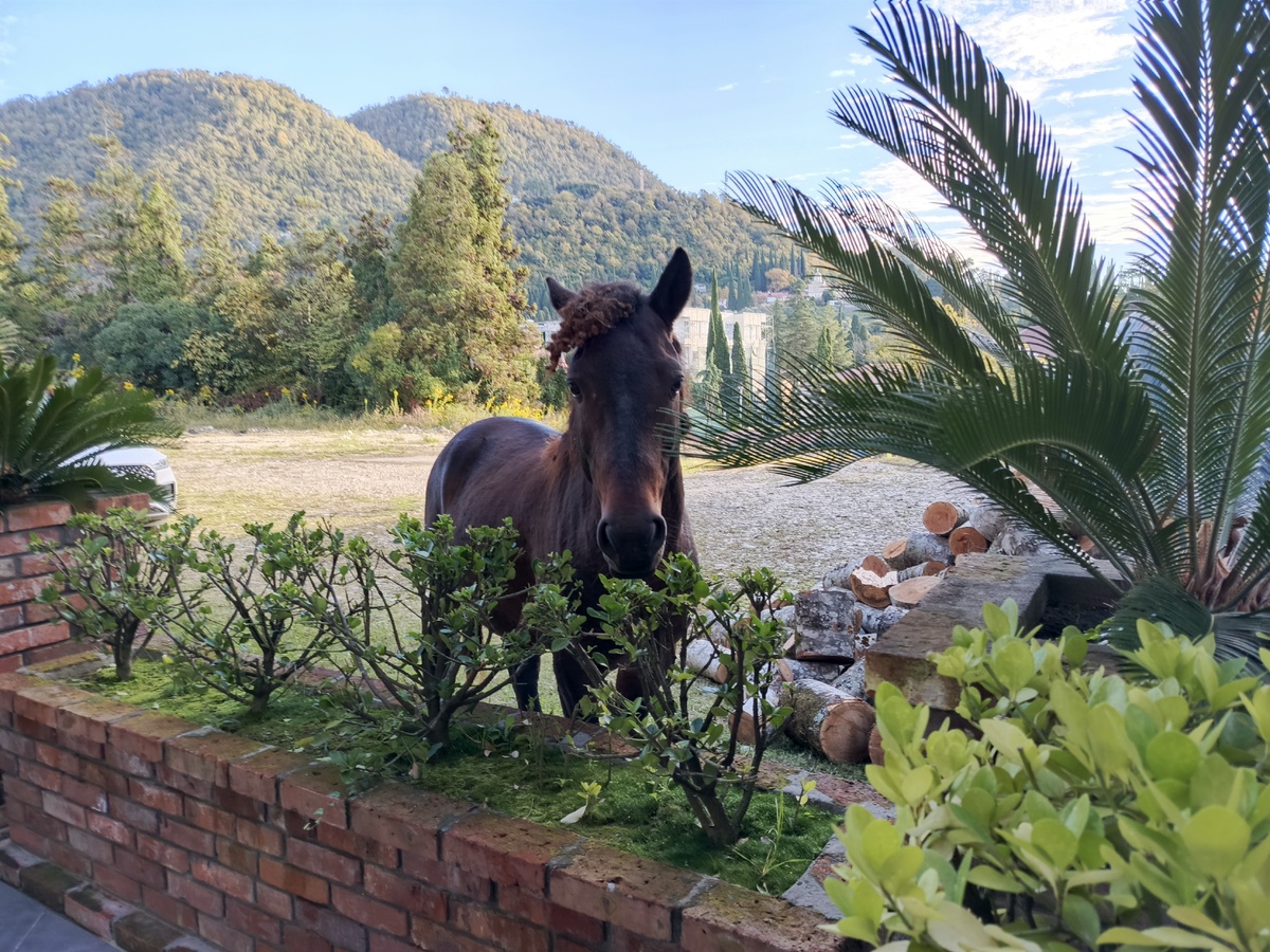 Наши утренние гости.