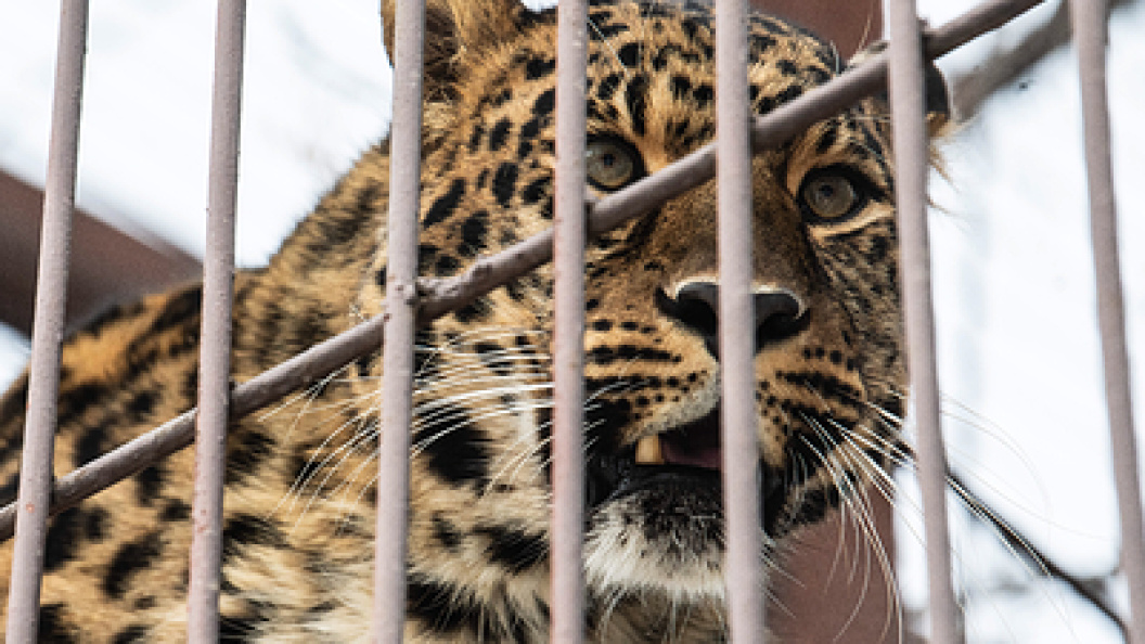    Фото: lya Moskovets/URA.RU/Globallookpress