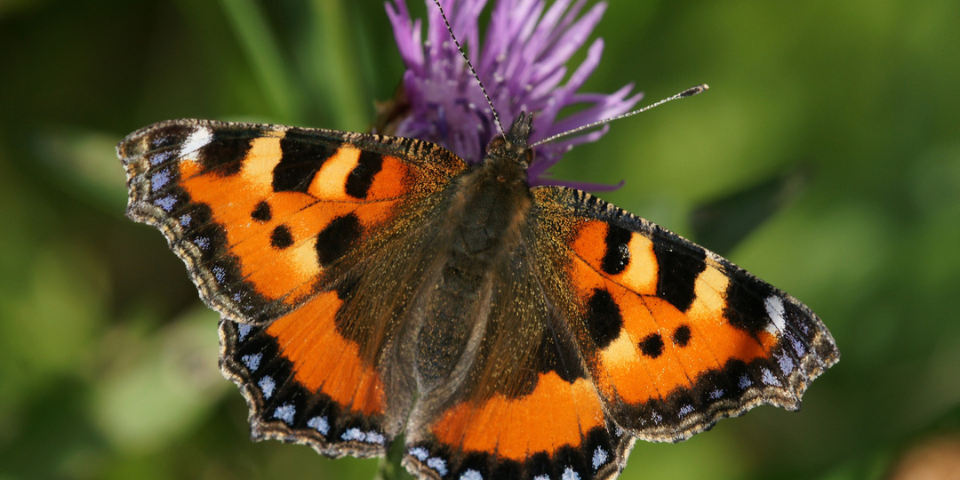 Магнит для пыльцы: бабочки и статическое электричество
