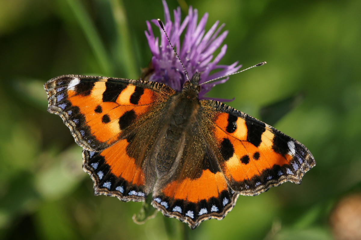 Бабочка-Крапивница (Aglais urticae). Фото Böhringer Friedrich, 2009 г.