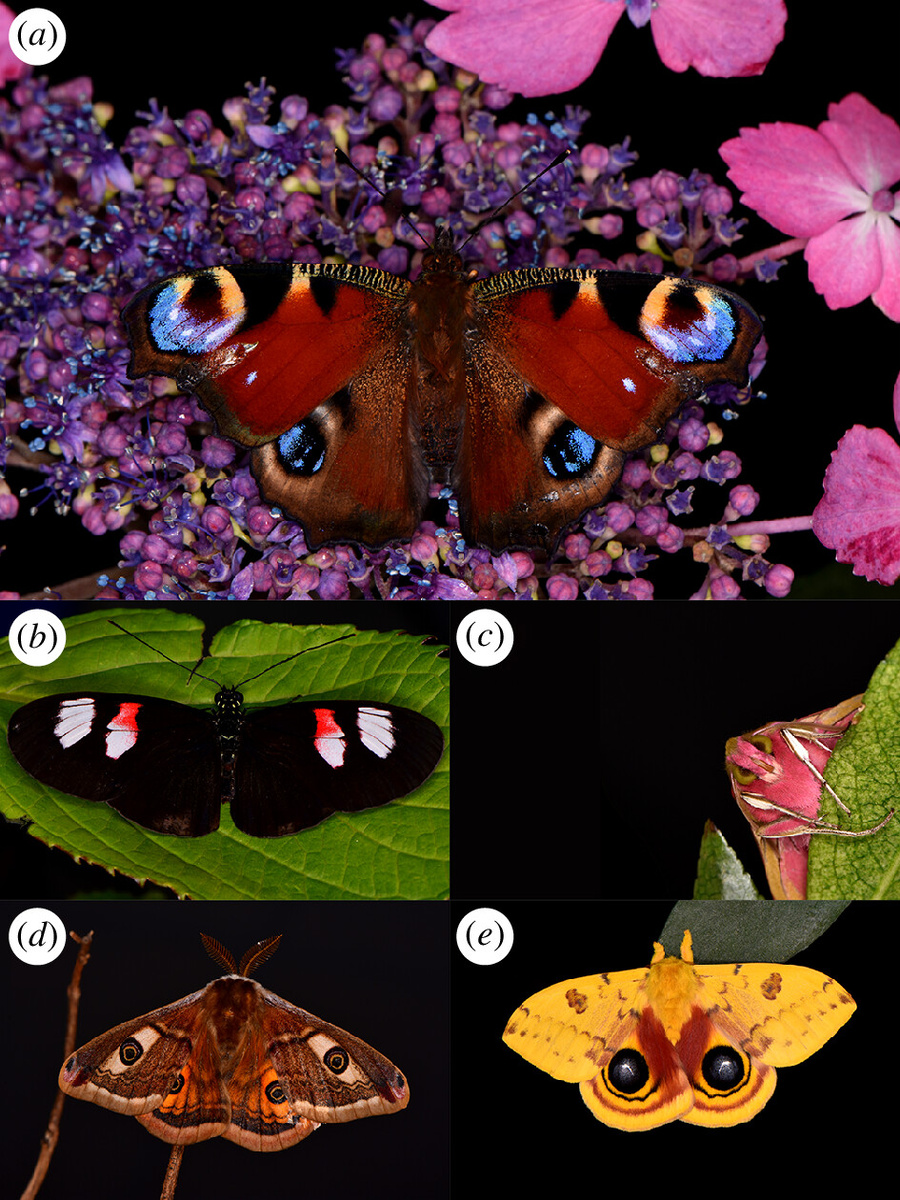 Часть бабочек, которые использовались в эксперименте, где a) Павлиний глаз (Aglais io); b) Бабочка-Почтальон (Heliconius melpomene); c) Винный бражник (Deilephila elpenor); d) Павлиноглазка малая (Saturnia pavoniella); e) Павлиноглазка Automeris io. Фото из статьи «Electrostatic pollination by butterflies and moths», Sam England, 2024 г. 