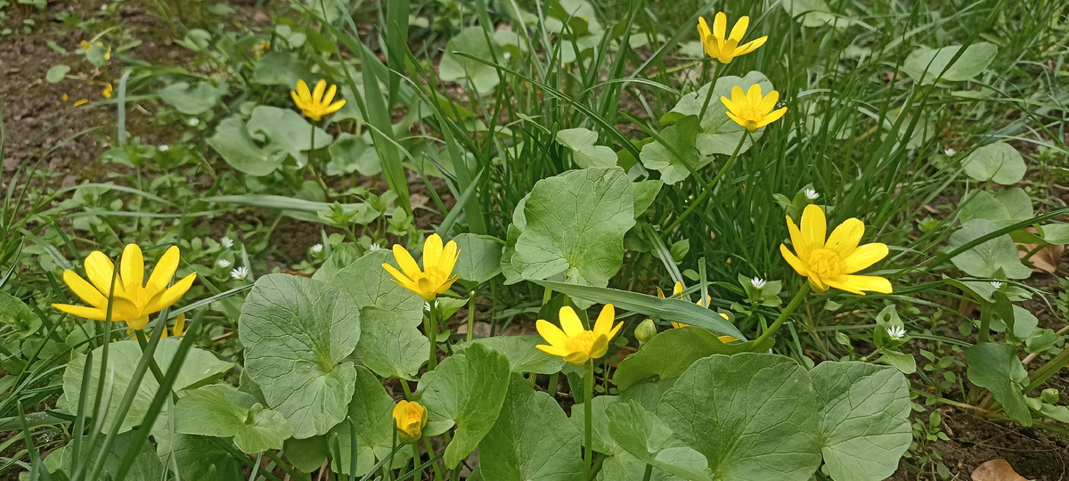 Чистяк весенний