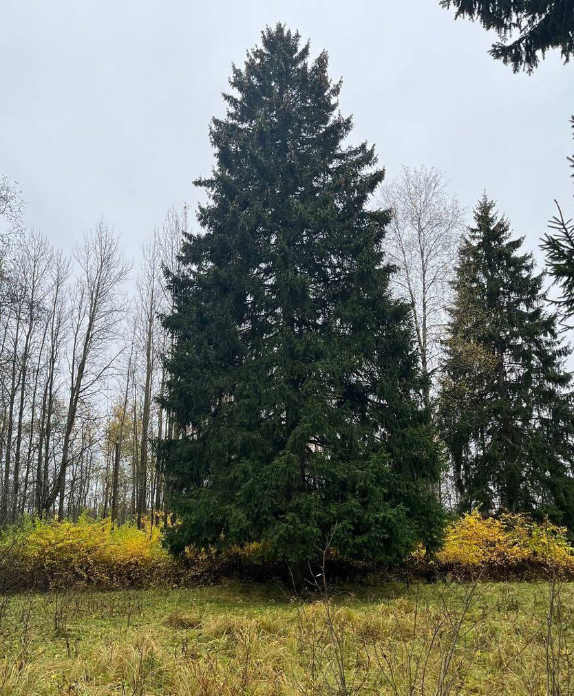     Фото: Комитет лесного хозяйства Московской области