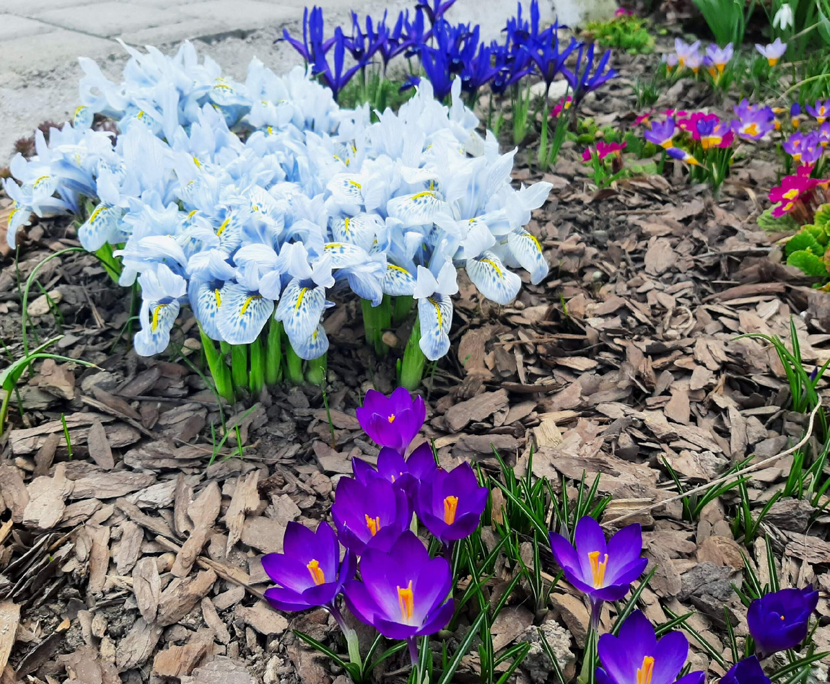 С дорожки первоцветов всё и началось