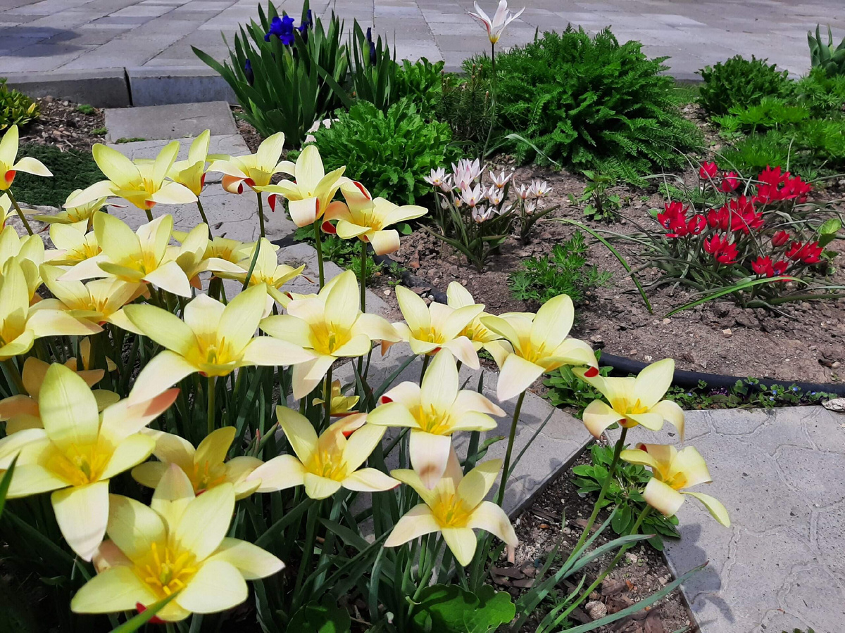 Ботанические тюльпаны эстафету подхватили