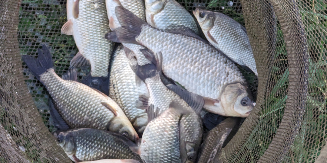 Секреты ловли карася в ноябре декабре! Как на что и где ловится крупный карась в ноябре декабре?