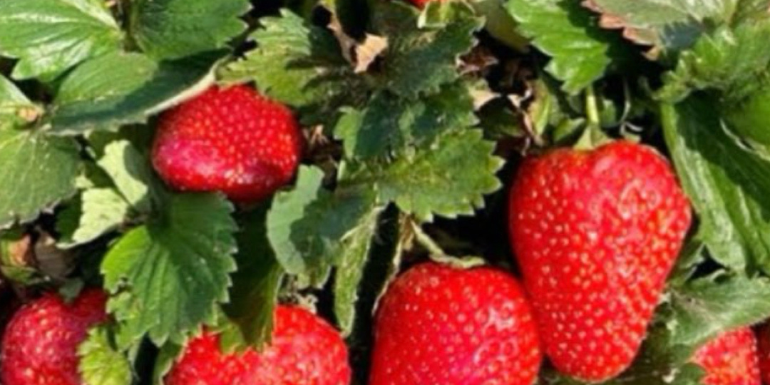 Бросьте спичку в лунку — клубника даст ягоды с кулак! Никаких вредителей (результат на фото)