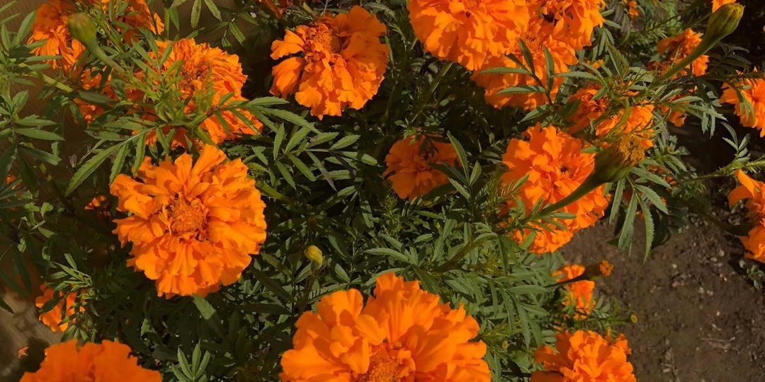 Никогда не сажайте бархатцы на своем огороде. 10 причин, о которых не знает большинство огородников