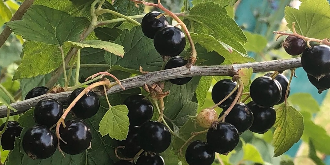 Обработайте смородину по весне содой и она завалит ягодами!