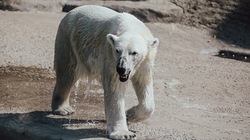    Фото; Roman Naumov/URA.RU/Globallookpress
