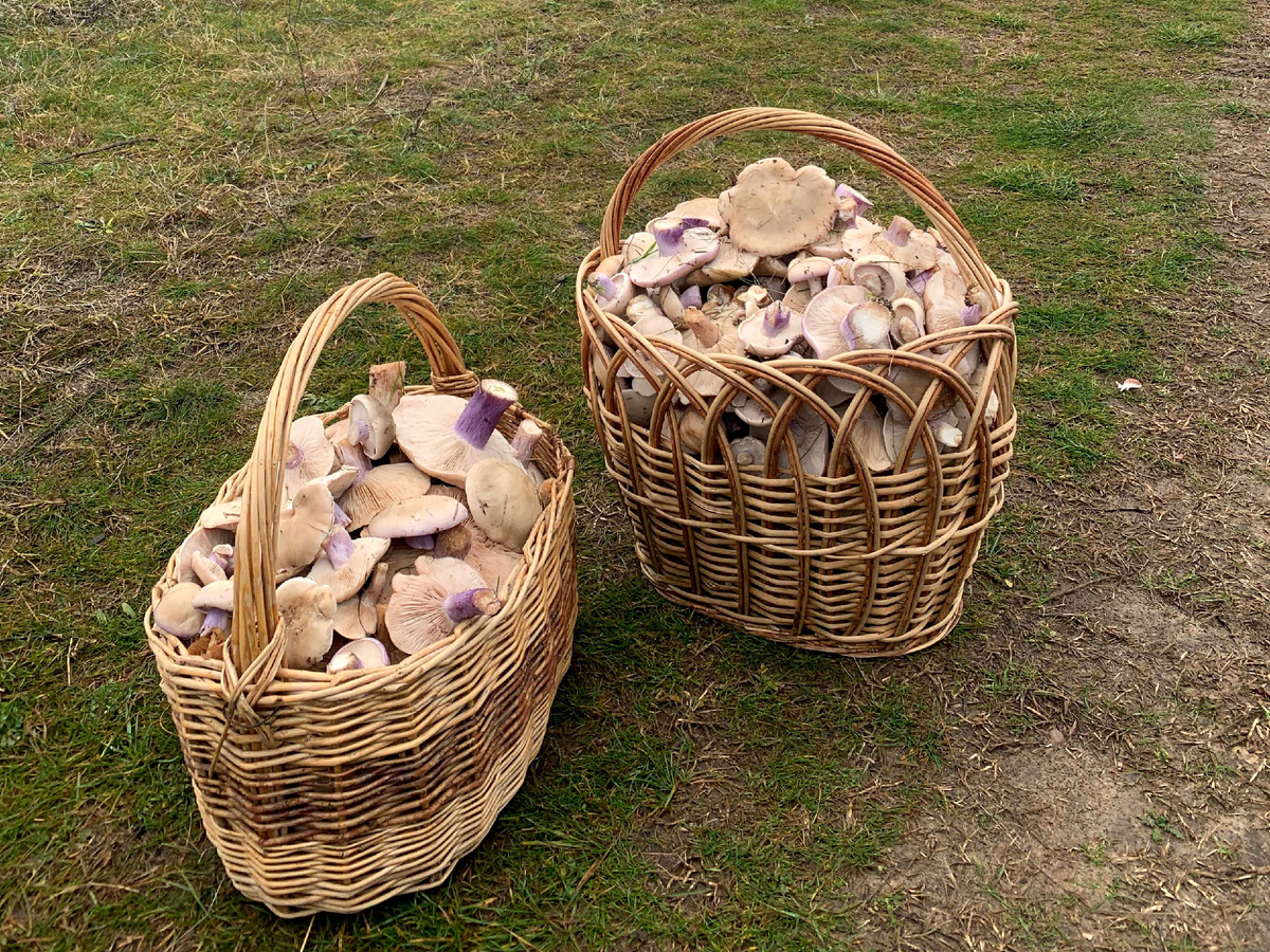 Синий корень