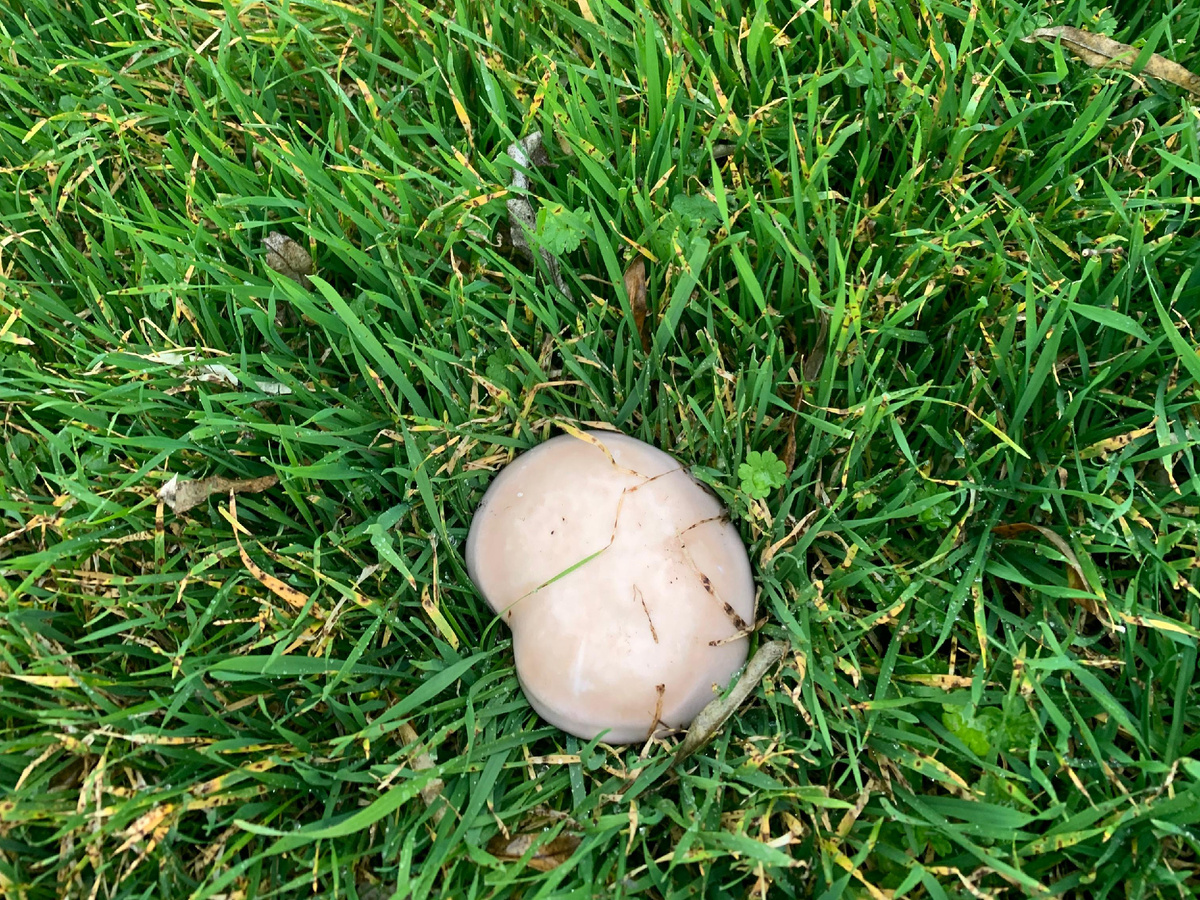 Вот такой красавец, а рядом ещё и ещё 