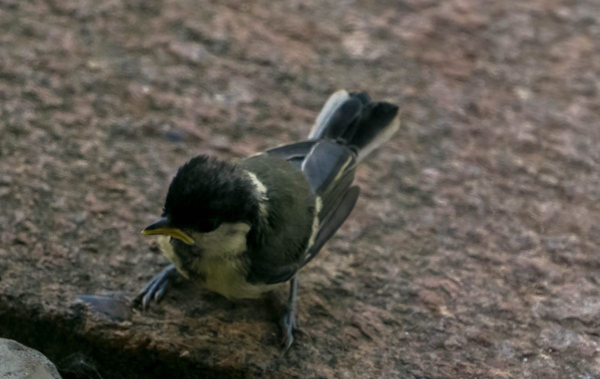 Синичка из молодого поколения. Личное фото автора
