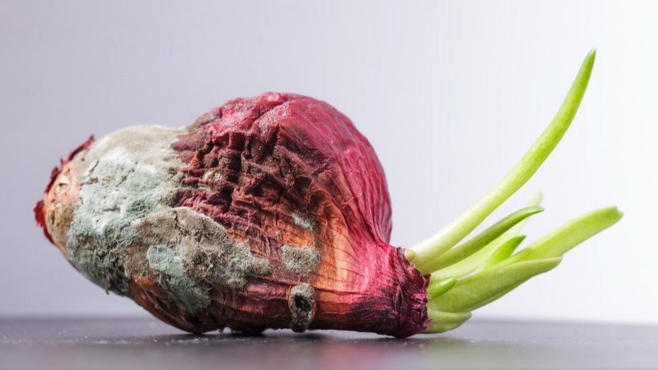  Больше никакой гнили - только свежая зелень