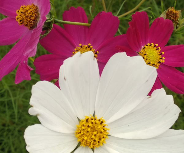  Космея дваждыперистая. Фото автора