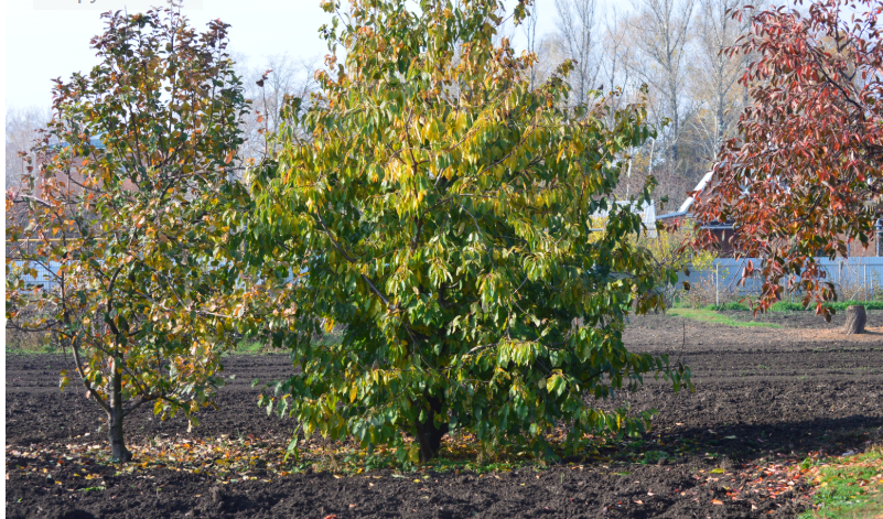 Фото автора. 12.11.2025. В станицу Кубани пришла осень.