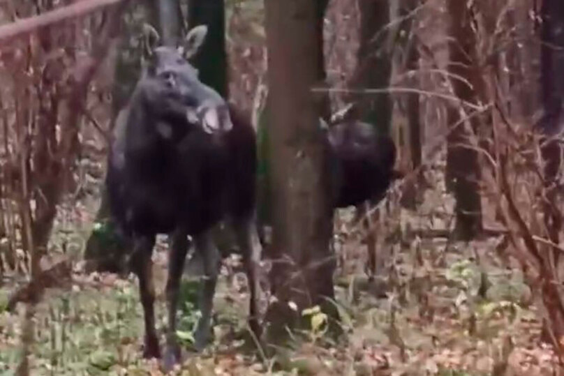     Там чудеса, там лоси бродят... / Соцсети