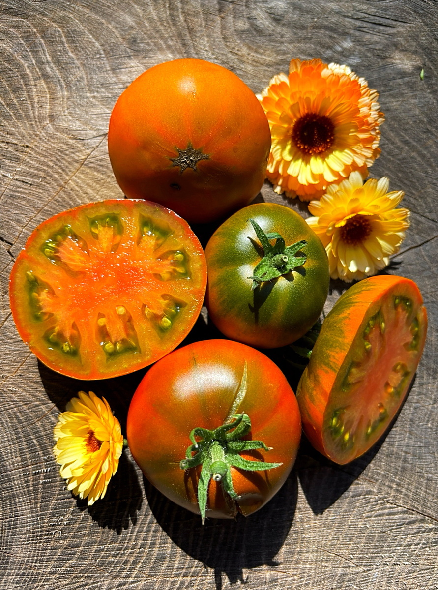 Томат Thorburn’s Terra-Cotta