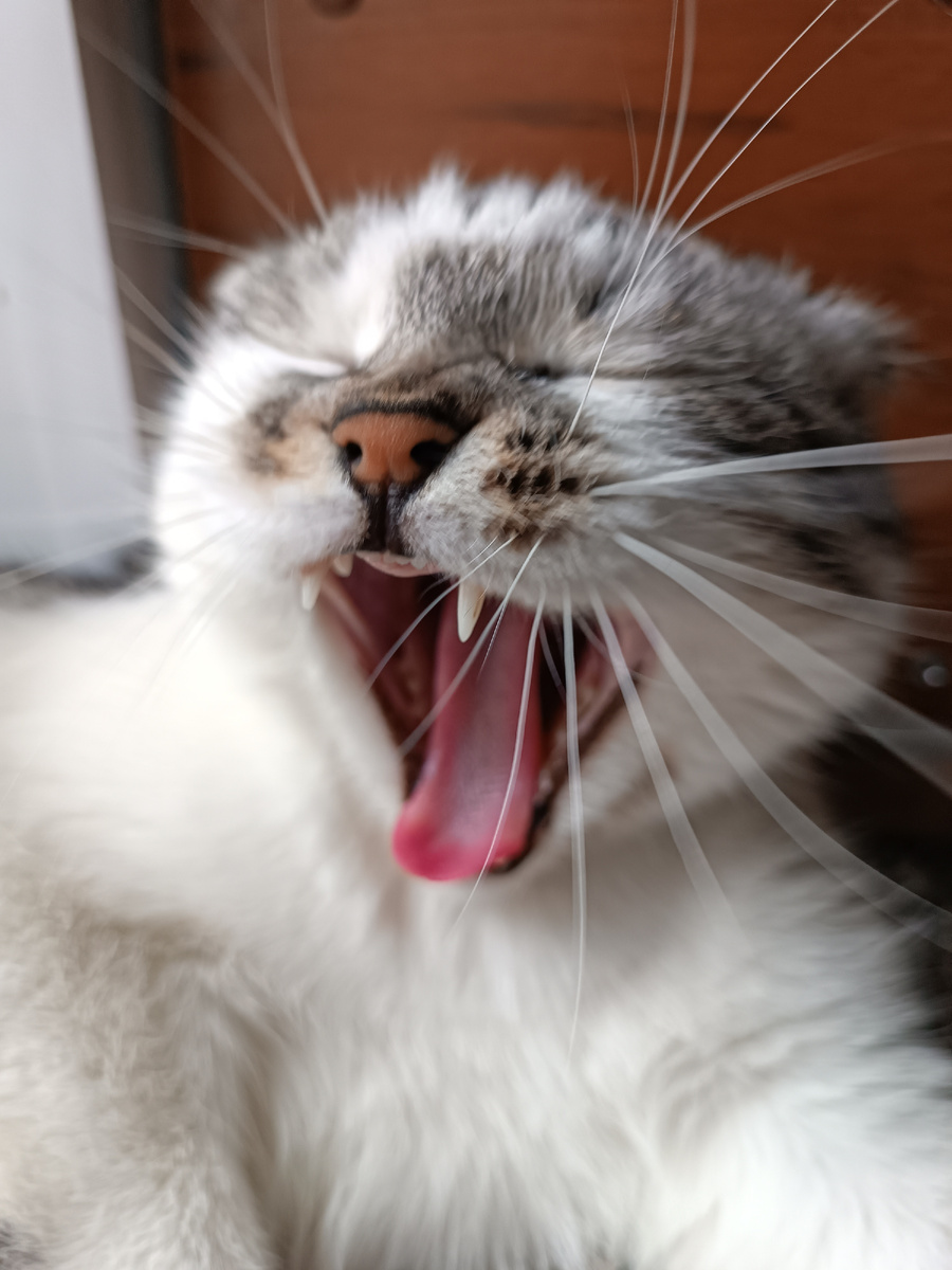 Фото автора, мой Лексус