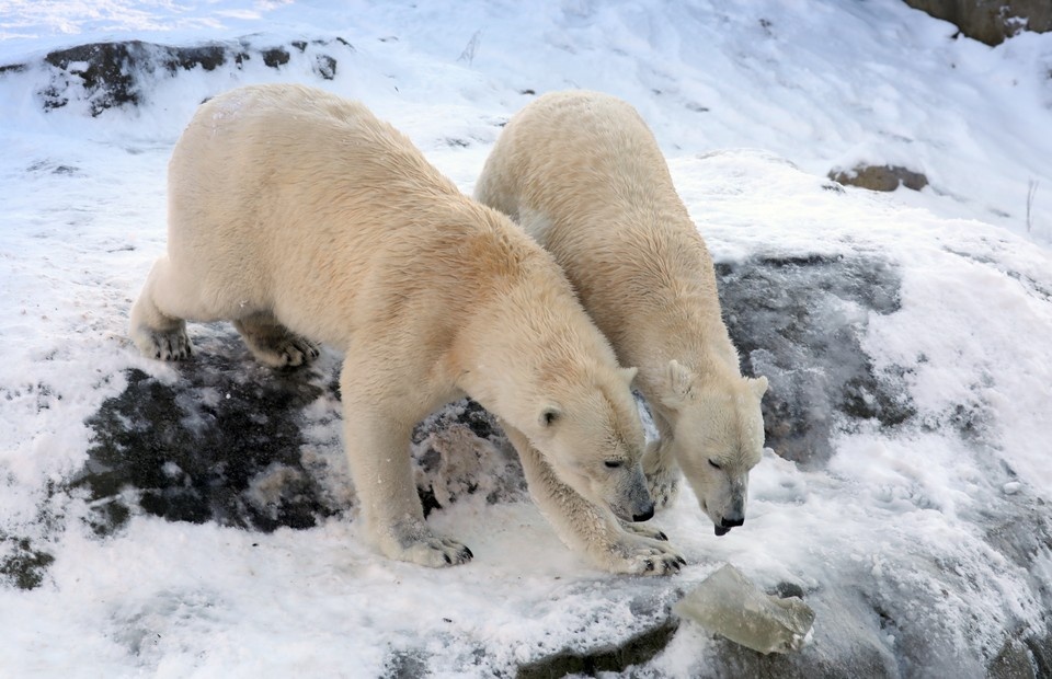    В Канаде белые медведи растерзали мужчину, вышедшего снять их на камеру GLOBAL LOOK PRESS