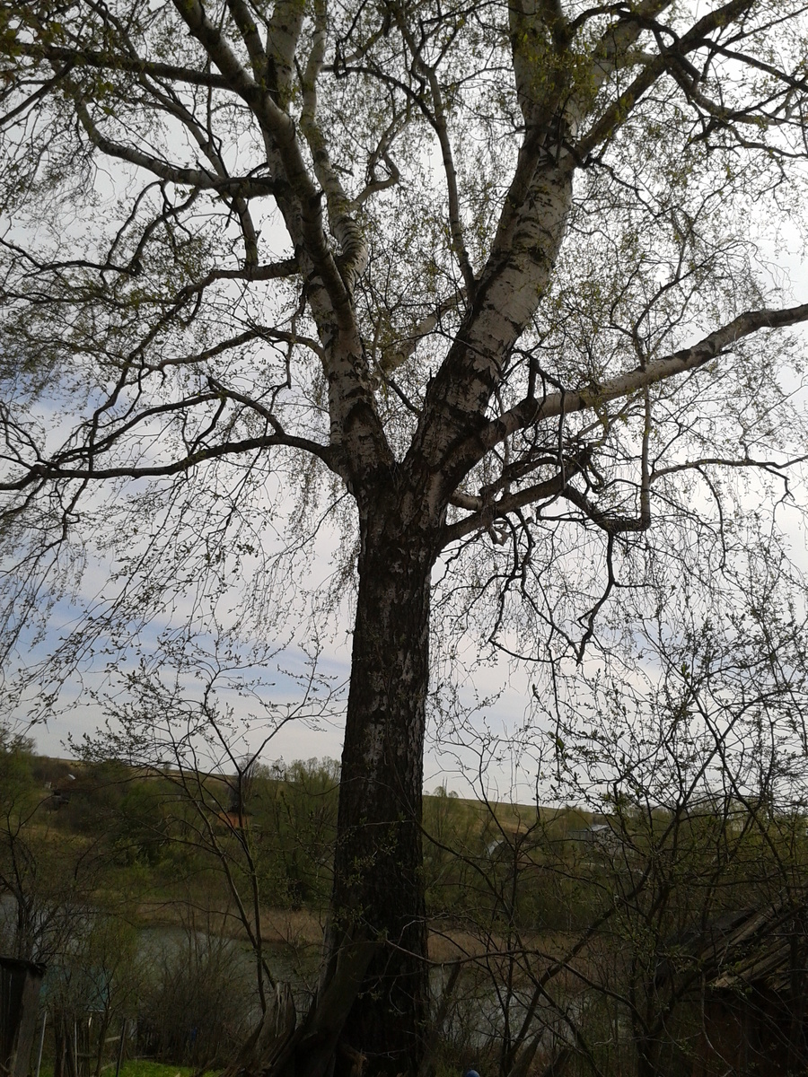 Береза у будущего Дома Мечты