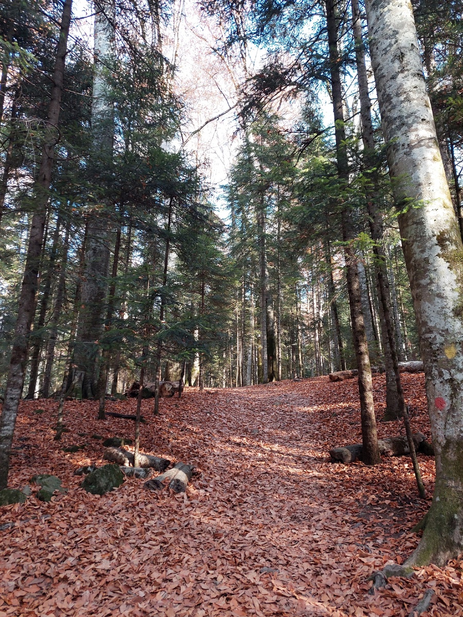 лес тропы леопарда