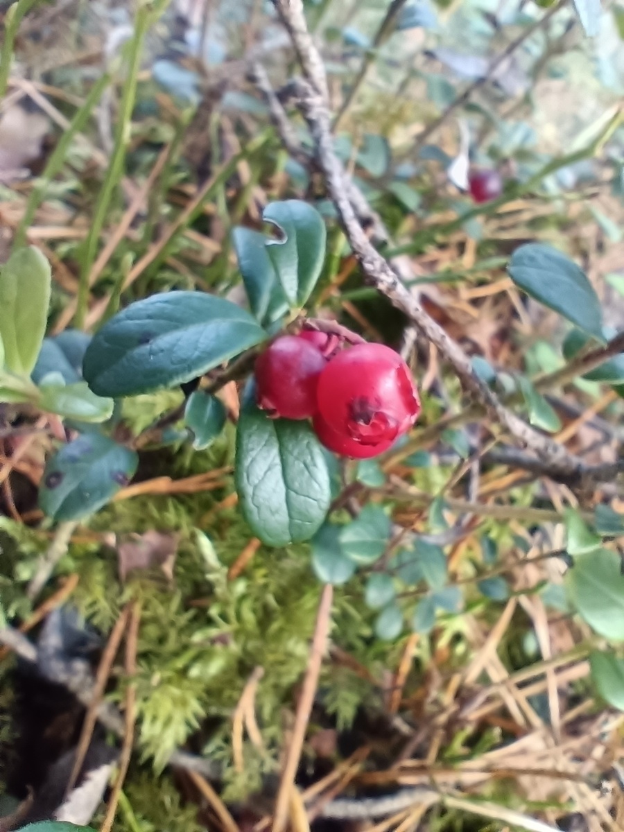 Эти сладкие горькие обещания... (фото из личного архива)