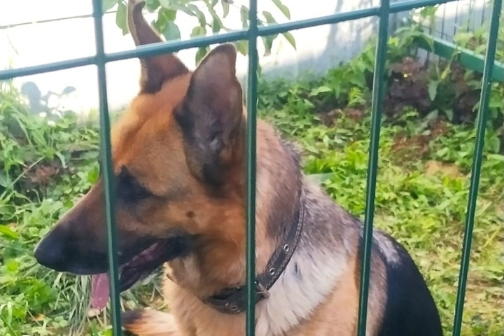 Под Боровском немецкая овчарка с сыном ищут дом