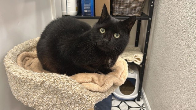 Басик снова борется за жизнь 🆘