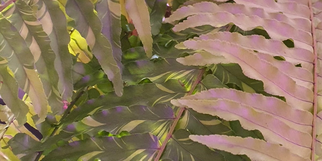 Нефролеписы - мечта большая и поменьше!