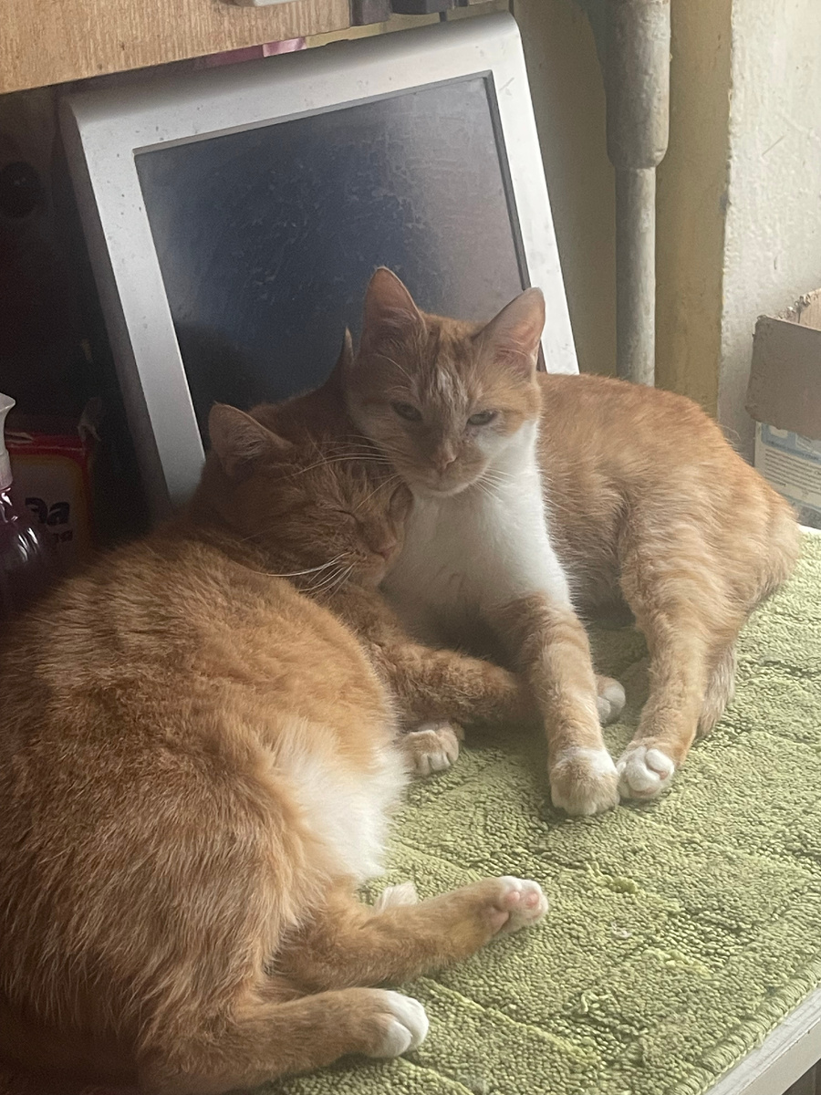 Голди и Кики уже у нас