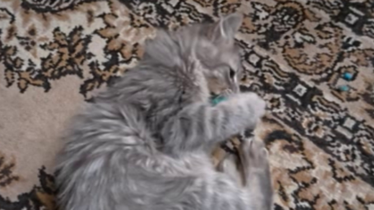    Волонтеры вывозят животных из курского приграничья