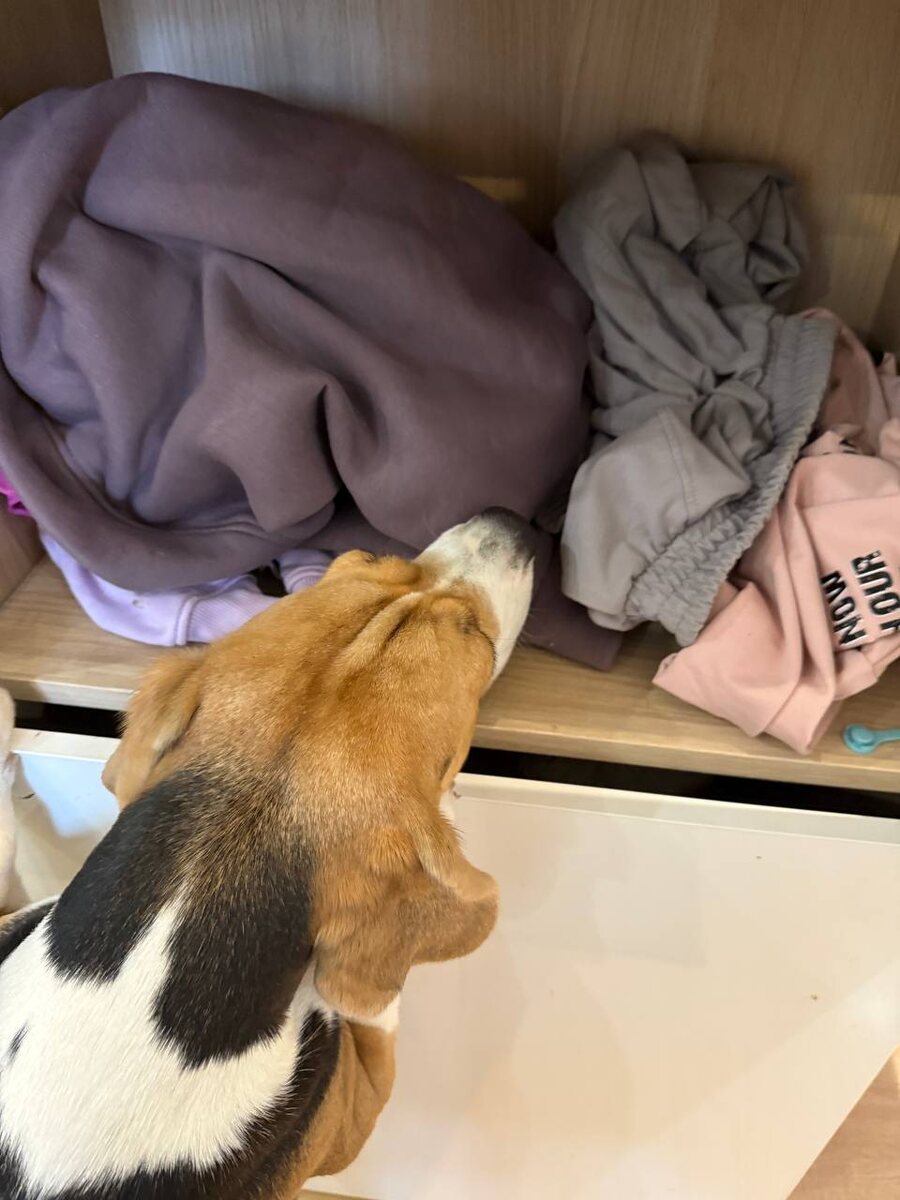 всегда прячь вкусняшки