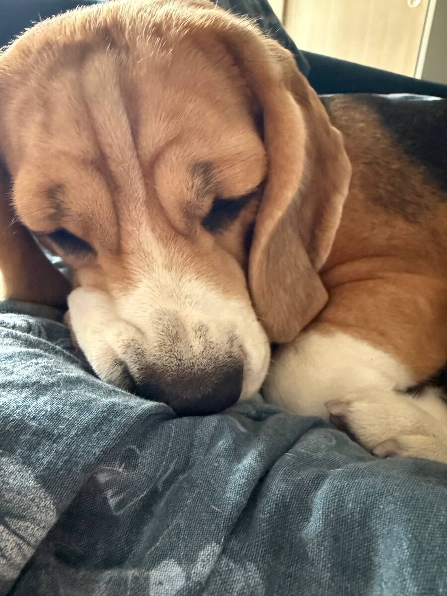 грустно без косточки