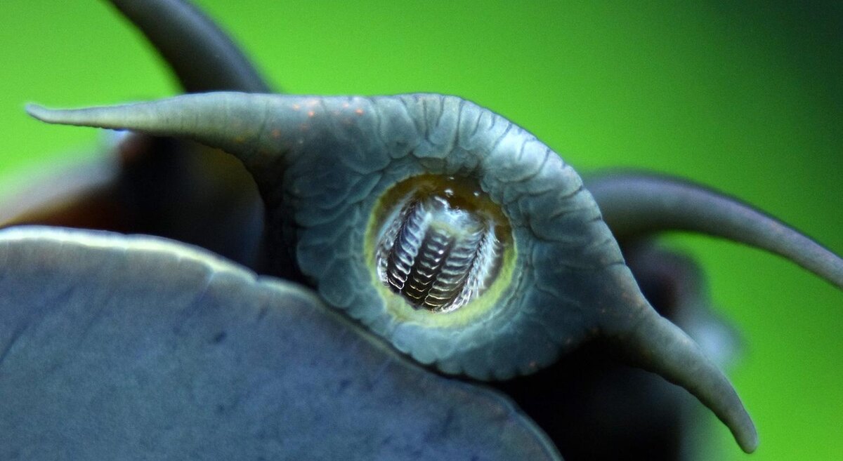 Радула улитки