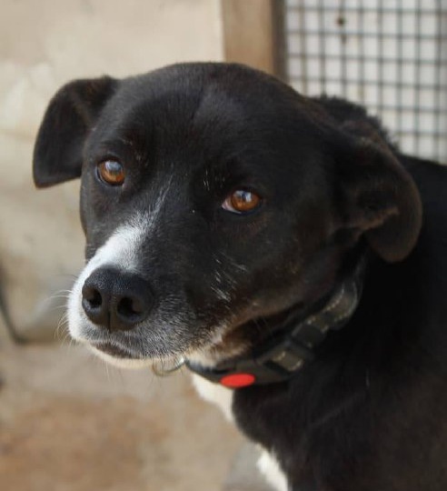 Мы больше рассказываем про кошек