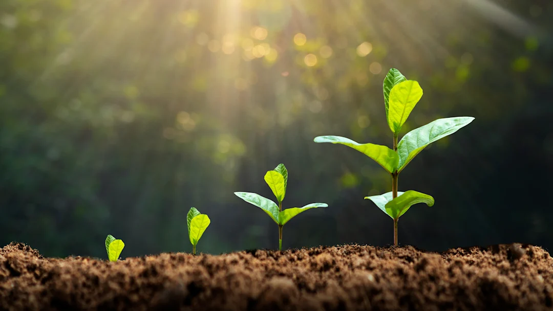 Эти деревья могут стать началом чего-то великого