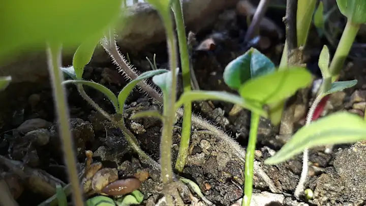 Растения в лесу Мияваки