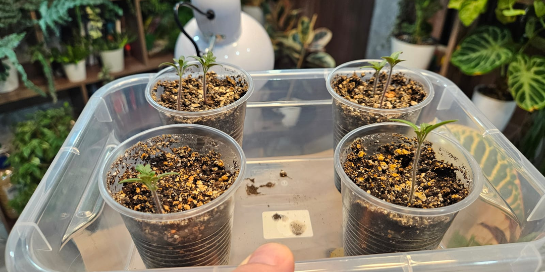 Наученные горьким опытом: отказались от выращивания огурцов и перца, помидорам - твёрдое да