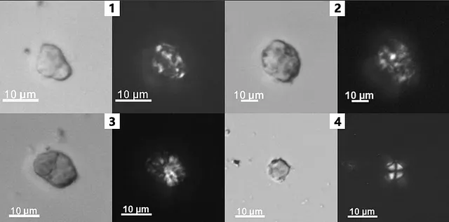 Типы крахмала Могу (1–3) и рисовый компаунд типа 1 (4)