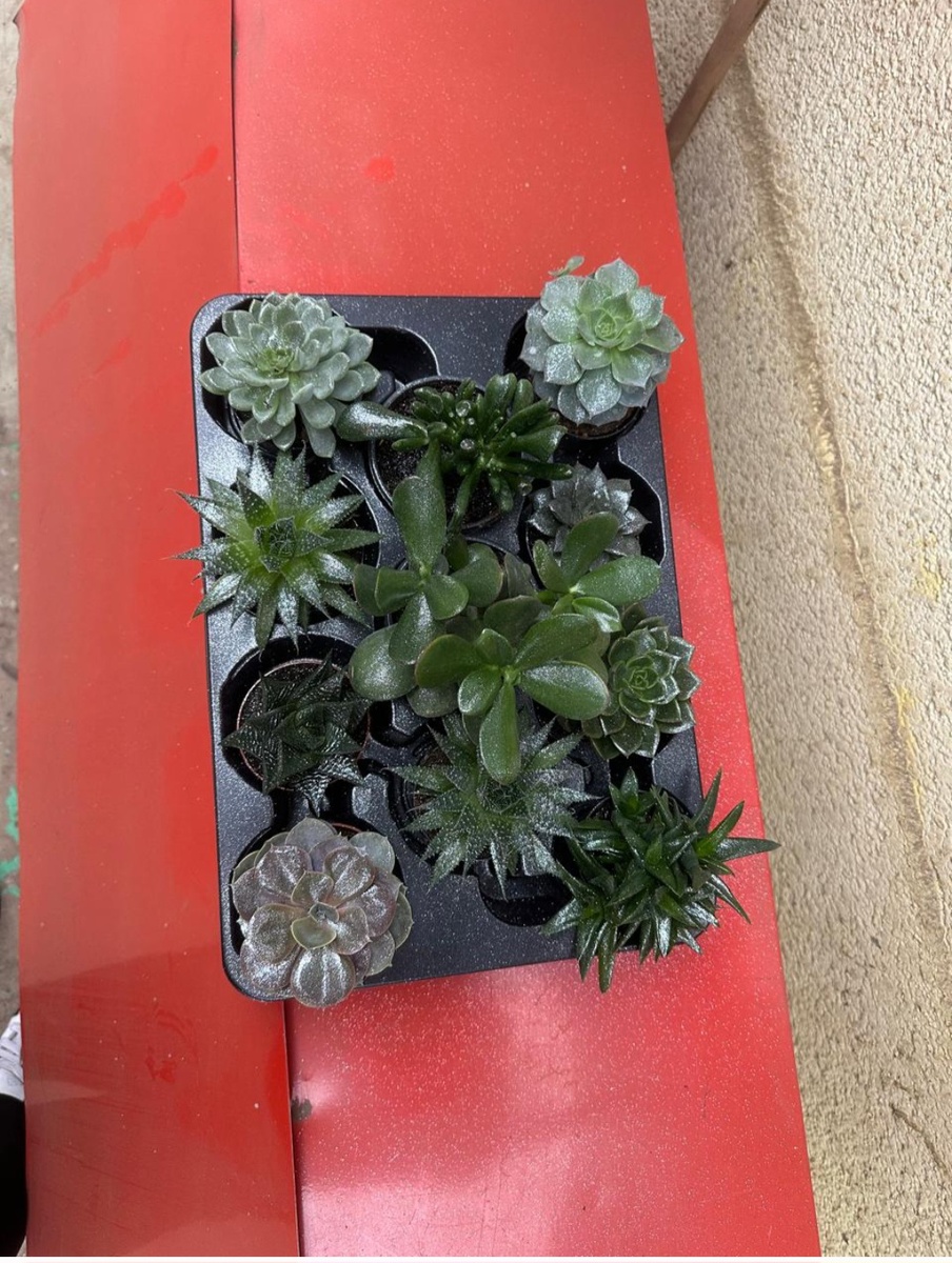 Суккуленты,  набор для продажи 