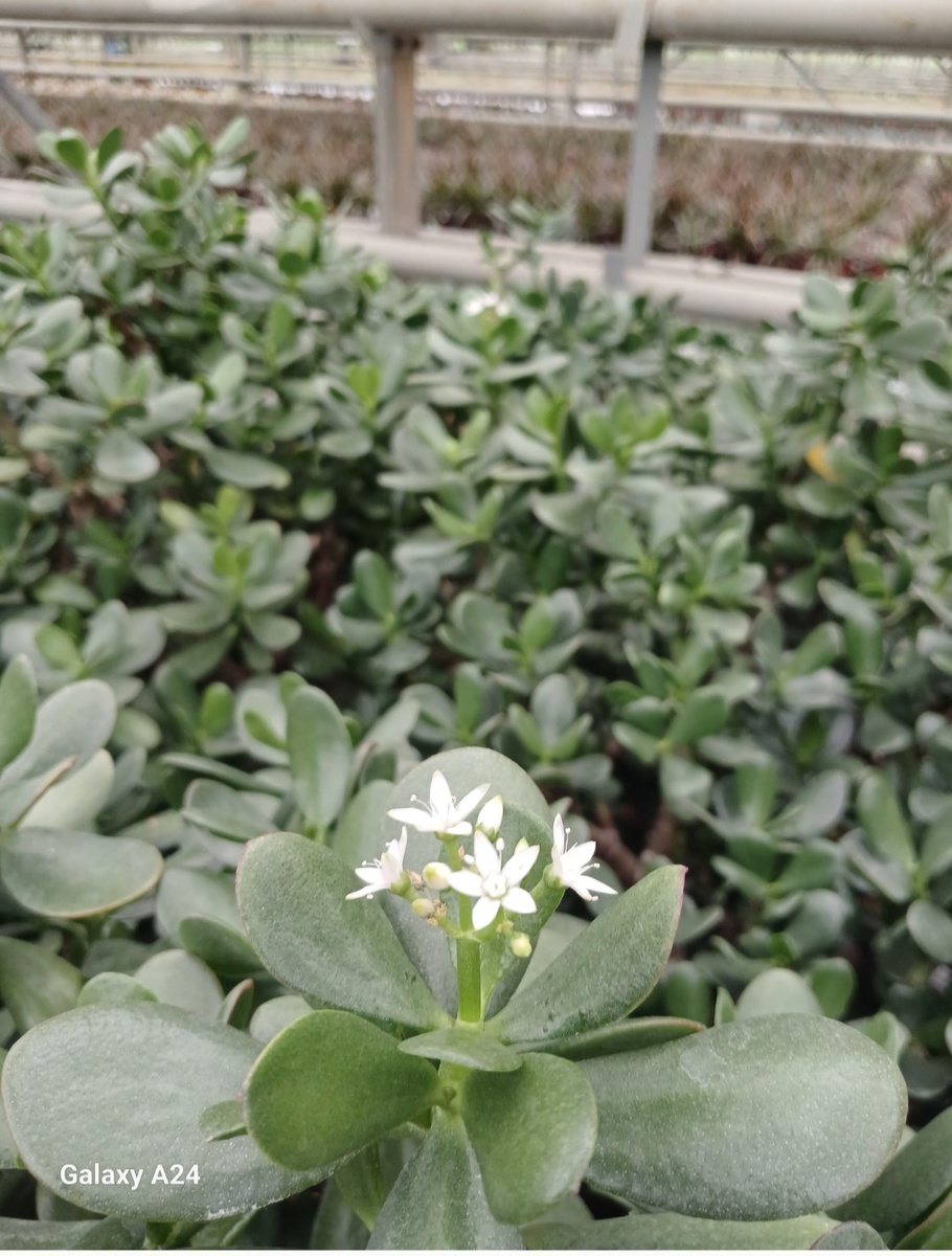Зацвели  цветы молодило,  в простонародье " денежное дерево"