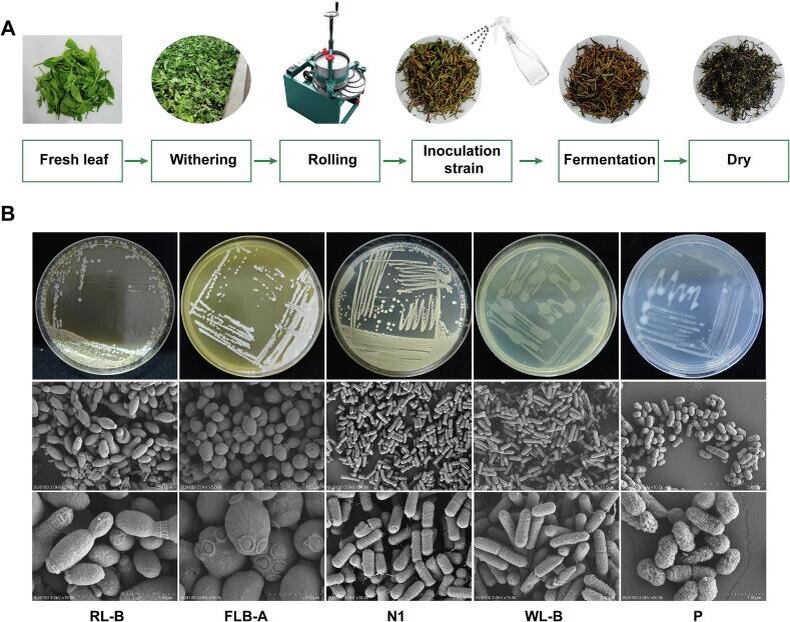 pmc.ncbi.nlm.nih.gov
