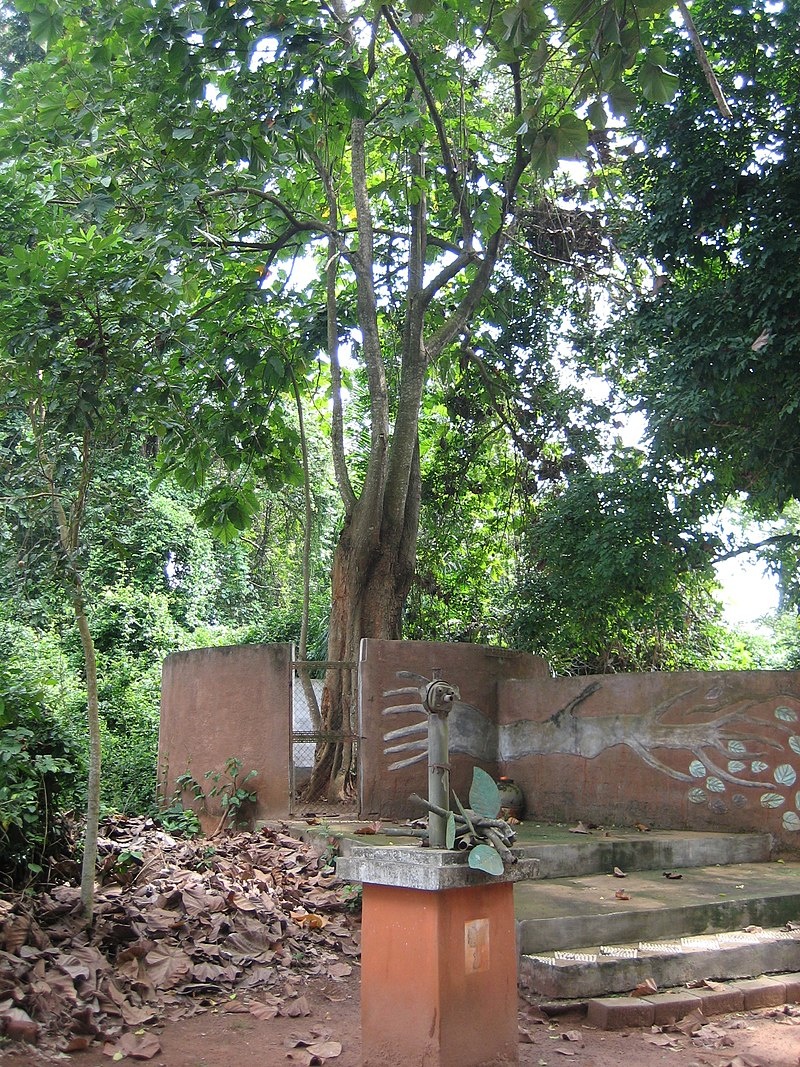 Источник изображения - https://upload.wikimedia.org/wikipedia/commons/thumb/9/95/Iroko_tree.jpg/800px-Iroko_tree.jpg