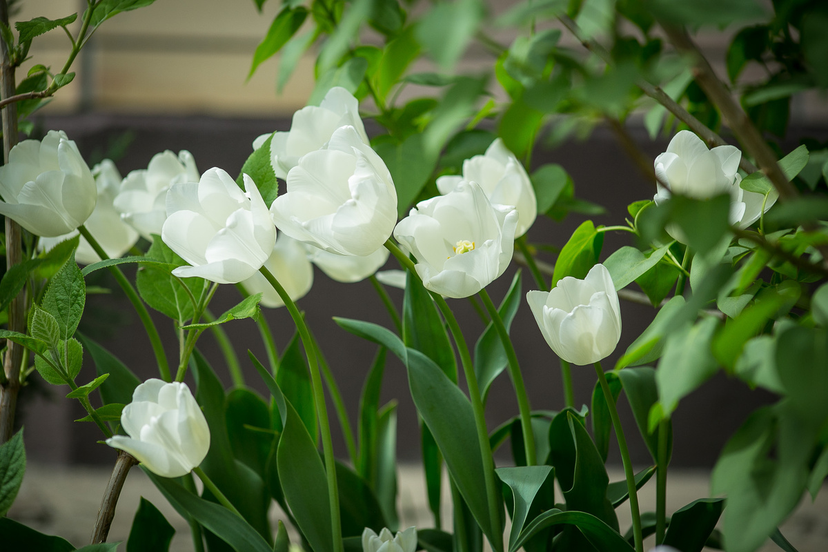Тюльпан Nepal. Автор фото Елена Якимова / Greenfingers